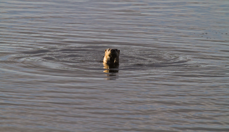 River Otter